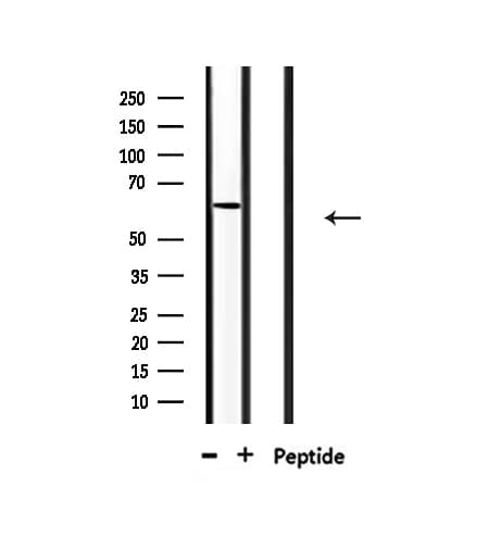 CERKL Antibody