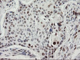 TLE1 / TLE 1 Antibody (clone OTI1D6)