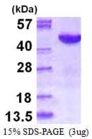 Human MAPK12 / ERK6 / SAPK3 Protein (Recombinant His)