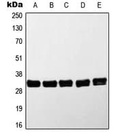 MYD88 Antibody (Internal)