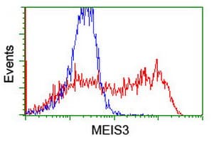 MEIS3 Antibody (aa1-261, clone OTI2F1, Carrier-free)