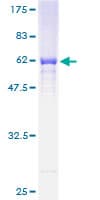 Human Scramblase / PLSCR1 Protein (Recombinant GST)