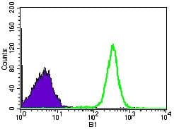 NELFA / WHSC2 Antibody (Amino Acid: 280-511, clone 6B11H8)