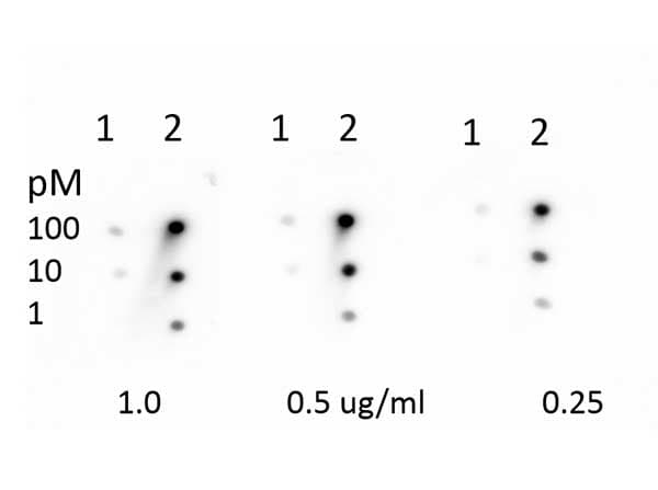 PRB1 Antibody (Me-Lys860)