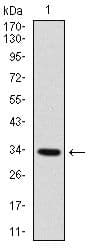 MYF6 / MRF4 Antibody (Amino Acid: 85-150, clone 5D7)