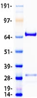 Human RGS3 Protein (Recombinant Myc-DDK (Flag))