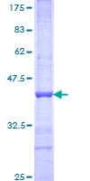 Human BAZ1A / ACF1 Protein (Recombinant GST, N-terminus)