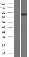 MAPK8IP2 / JIP2 Protein (Over-Expression Lysate Myc-DDK (Flag))