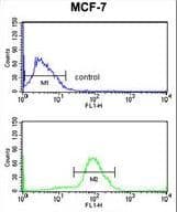 CDC73 / Parafibromin Antibody (aa132-161)