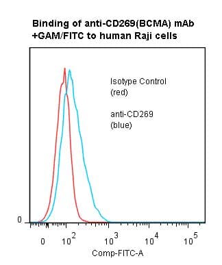 TNFRSF17 / BCMA Antibody (clone ANC3B1)