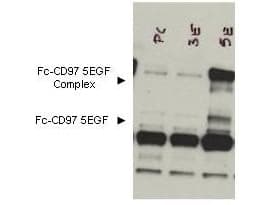 Polyclonal Rabbit anti-Mouse ADGRE5 / CD97 Antibody (IF, WB)