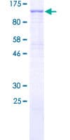 Human PIK3R6 Protein (Recombinant GST)