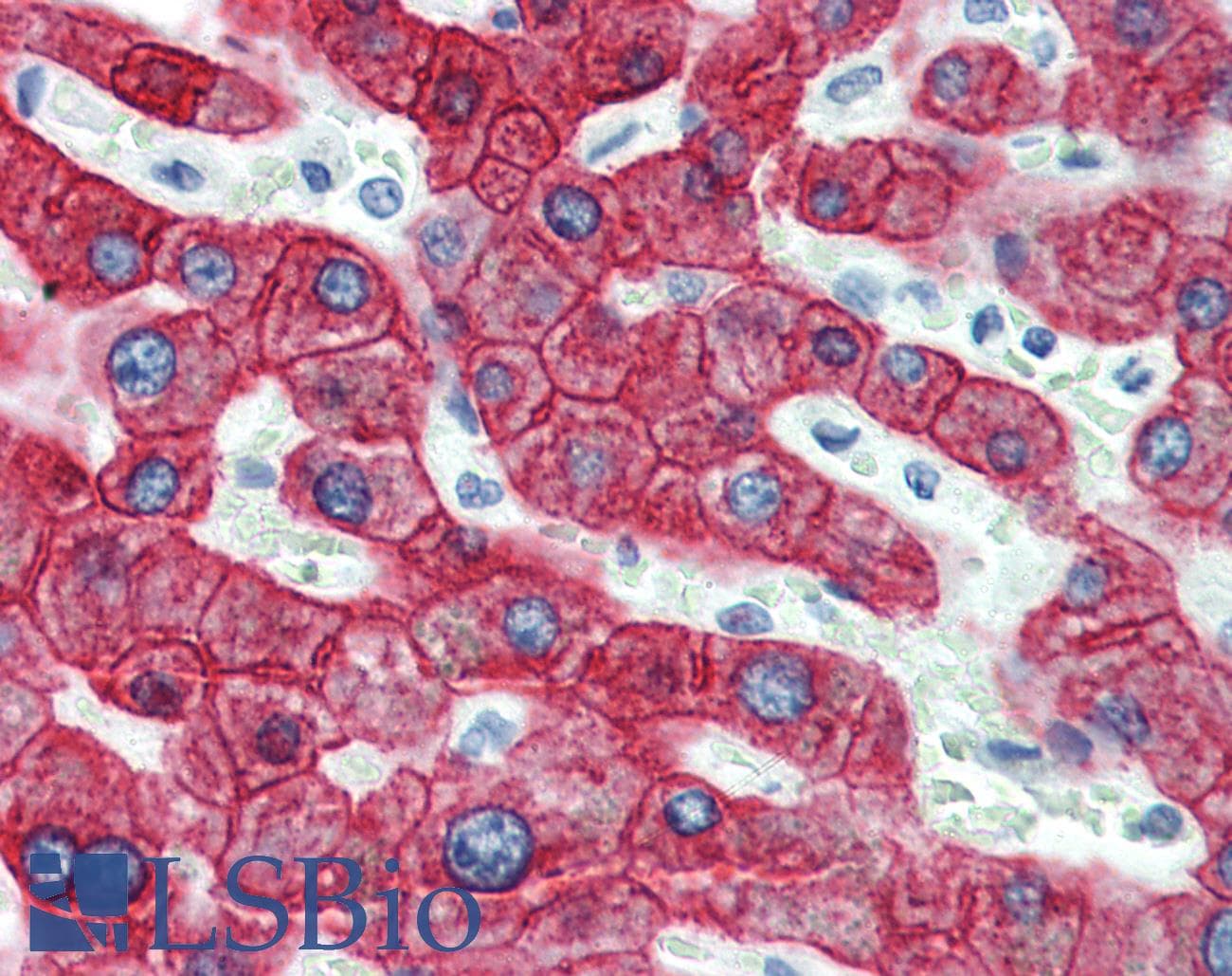 PathPlus™ KRT18 / CK18 / Cytokeratin 18 Antibody (C-Terminus, clone R20-H)