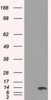 Monoclonal Mouse anti-Human ID3 Antibody (clone OTI8B3, IHC, IF, WB)