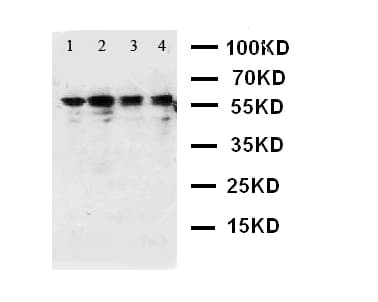 CAMKK1 Antibody (aa10-31)