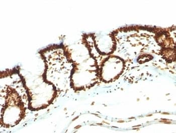 Nuclear Antigen Antibody (clone NM106, Ready-to-Use)