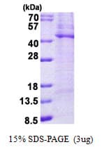 Human TPST2 Protein (Recombinant His)