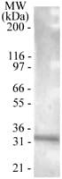IHC-plus™ TNFRSF13B / TACI Antibody (aa116-132)