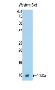 CCL20 / MIP-3-Alpha Antibody (aa24-97)