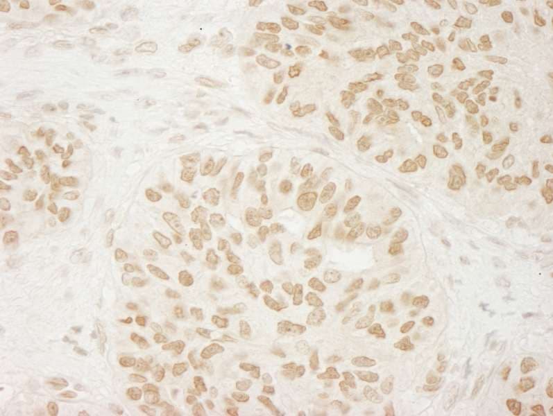 USP33 / VDU1 Antibody (aa900-C-term)