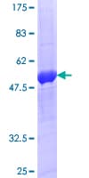 Human RAB20 Protein (Recombinant GST)