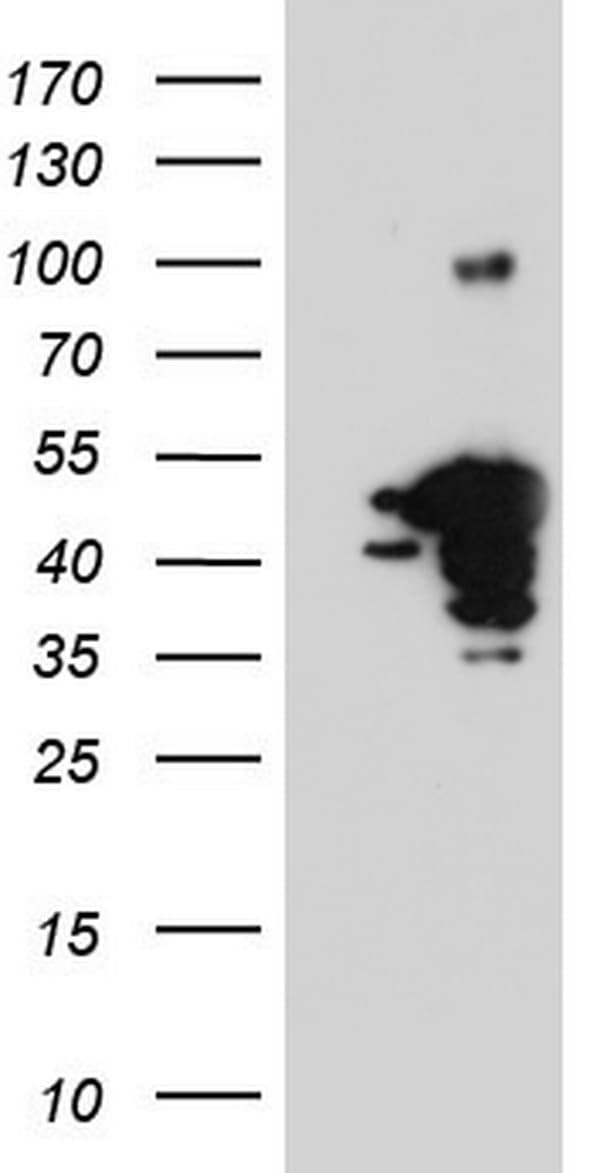 Monoclonal Mouse anti-Human NHEJ1 / XLF Antibody (clone OTI2A2, Carrier-free, WB)