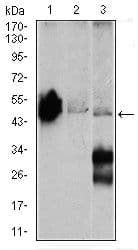 ENO2 / NSE Antibody (Amino Acid: 251-433, clone 5D3)