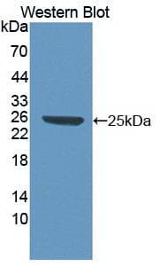 HMG1 / HMGB1 Antibody (Cy3)