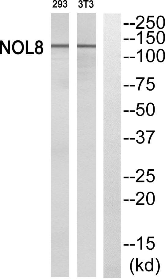 NOL8 Antibody