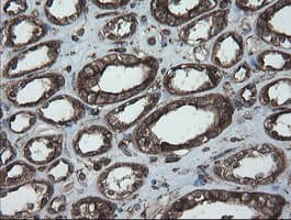 PDIA3 / ERp57 Antibody (aa140-505, clone OTI4D7)