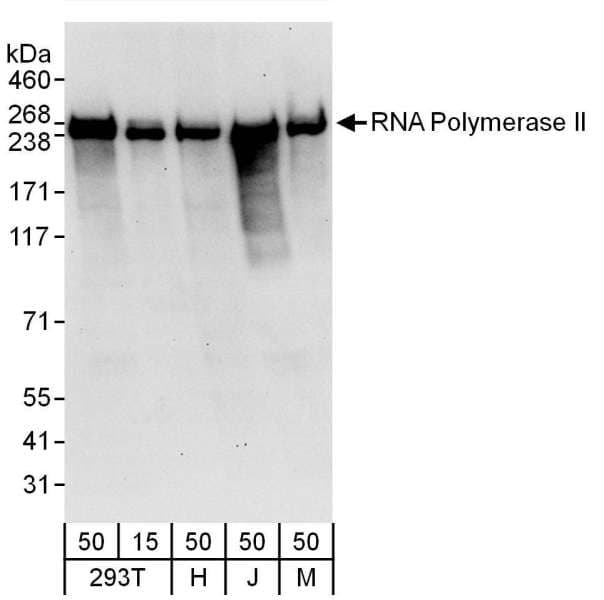 POLR2A / RNA polymerase II Antibody (C-Terminus)