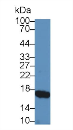 RBP2 / CRBPII Antibody (aa1-134)