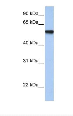TFAP2C / AP2 Gamma Antibody (aa252-301)