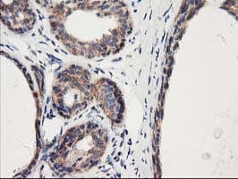 HARS2 Antibody (clone OTI6F9, Carrier-free)