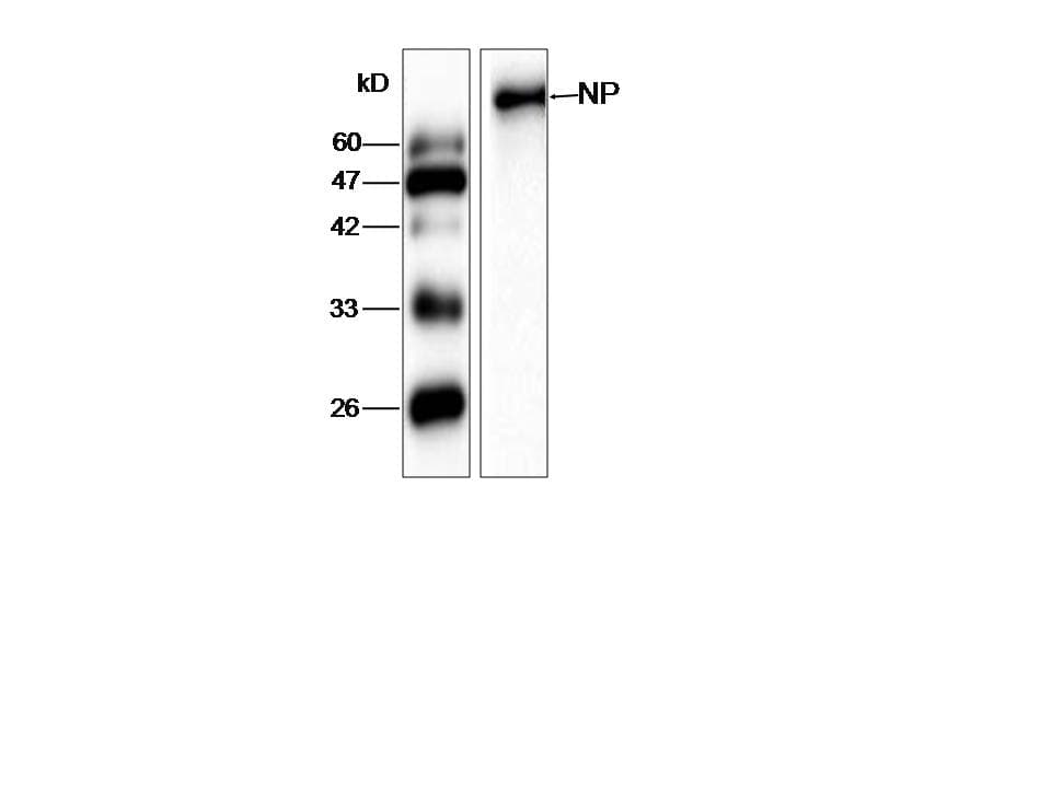 Influenza A Virus Nucleoprotein Antibody