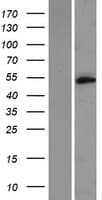 TMEM102 Protein (Over-Expression Lysate Myc-DDK (Flag))