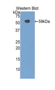 SLC3A2 / CD98 Heavy Chain Antibody (aa282-523)
