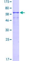 Human MAGEA1 / MAGE 1 Protein (Recombinant GST)