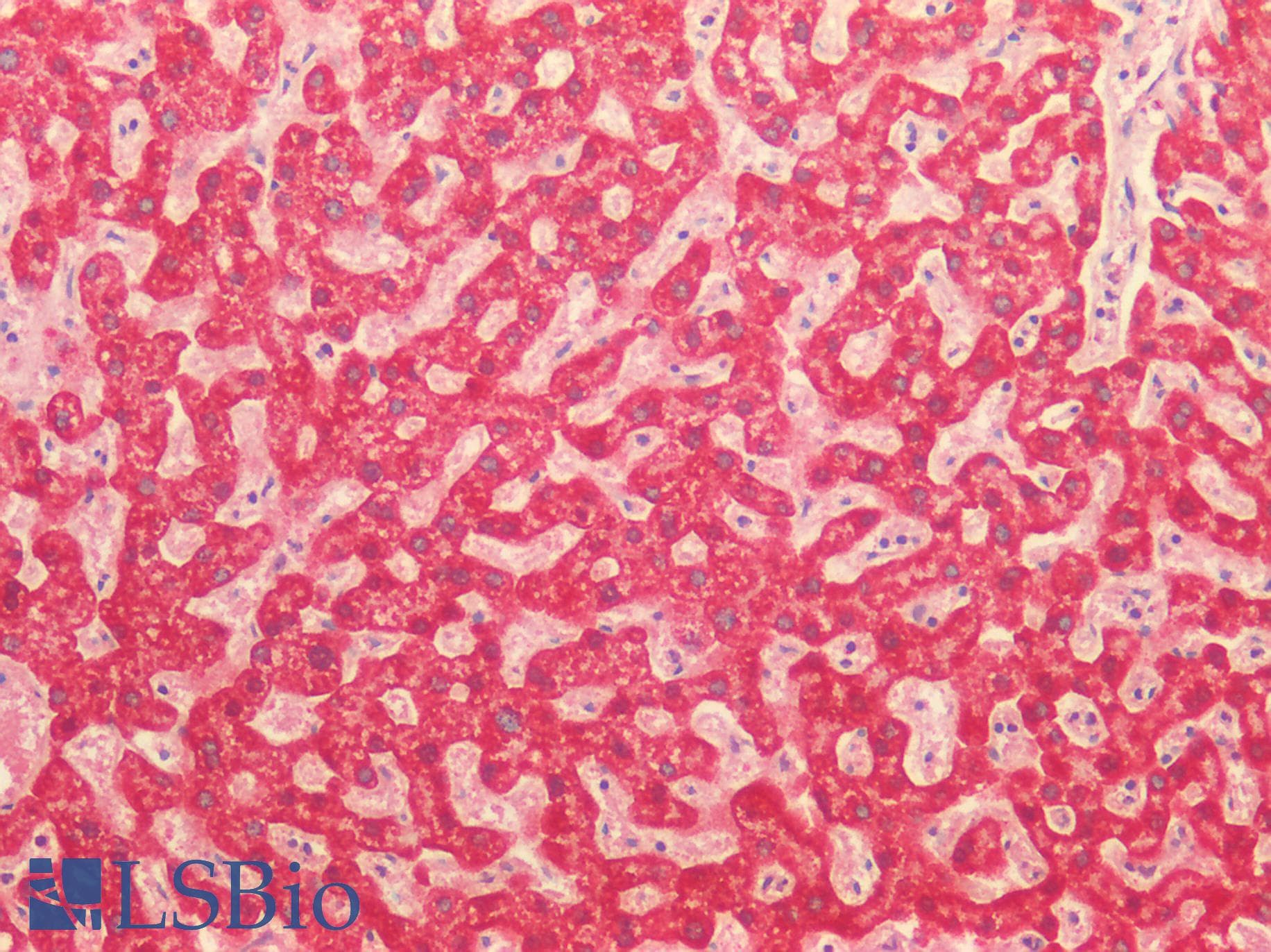 IHC-plus™ MAOB / Monoamine Oxidase B Antibody
