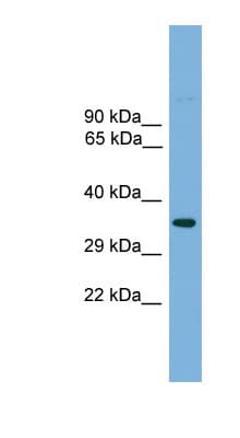 TFAP4 / AP-4 Antibody (aa181-230)