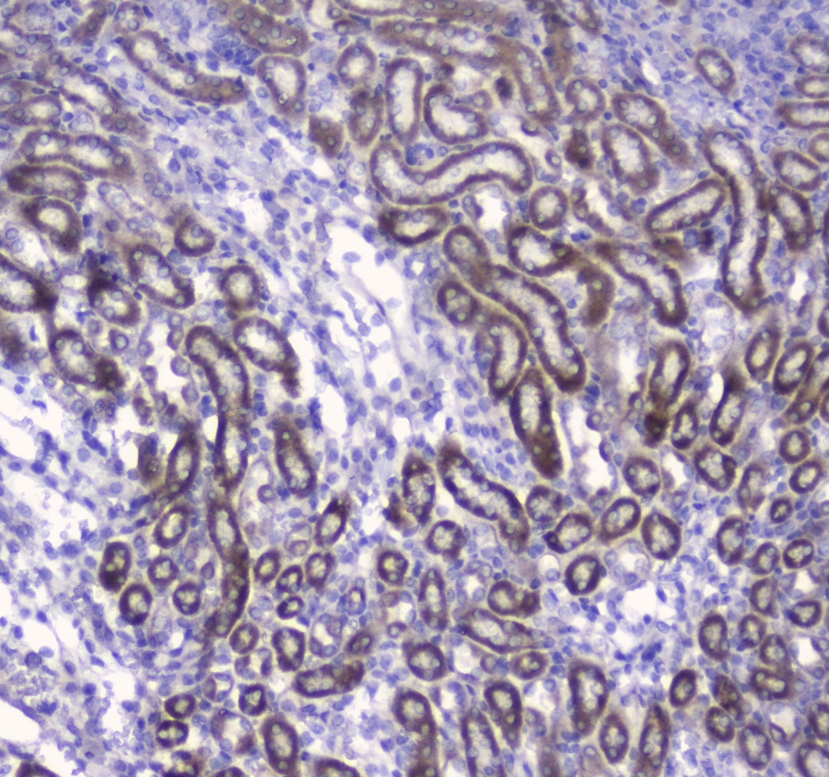 COXIV / COX4 Antibody