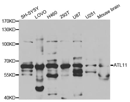 ATL1 Antibody