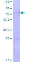 Human NTHL1 Protein (Recombinant GST)