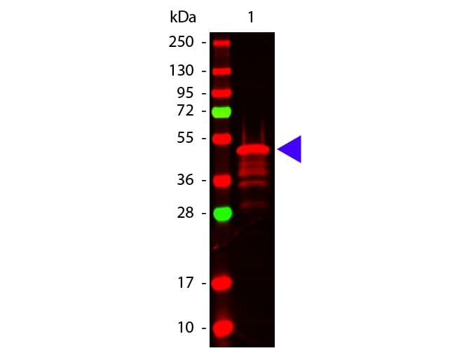 VSV-g Tag Antibody
