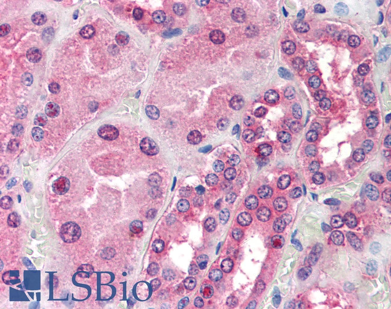 IHC-plus™ TOM1L1 Antibody (C-Terminus)