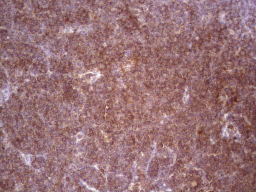 BHLHE41 / BHLHB3 / SHARP1 Antibody (aa1-297, clone OTI4E1, Carrier-free)