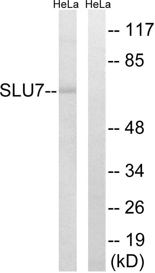 Polyclonal Rabbit anti-Human SLU7 / 9G8 Antibody (WB)