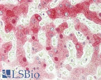 IHC-plus™ CYP1A2 Antibody (clone 2C6)
