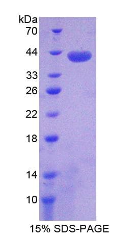 Mouse FAM135B Protein (Recombinant His-T7)
