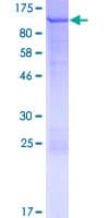 Human NFKBIZ / IKBZ Protein (Recombinant GST)